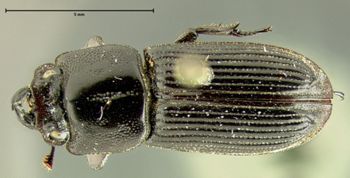 Media type: image;   Entomology 29591 Aspect: habitus dorsal view